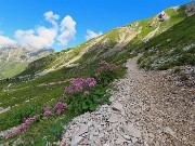 SENTIERO DEI FIORI da Capanna 2000 al Passo di Gabbia -22lu25- FOTOGALLERY